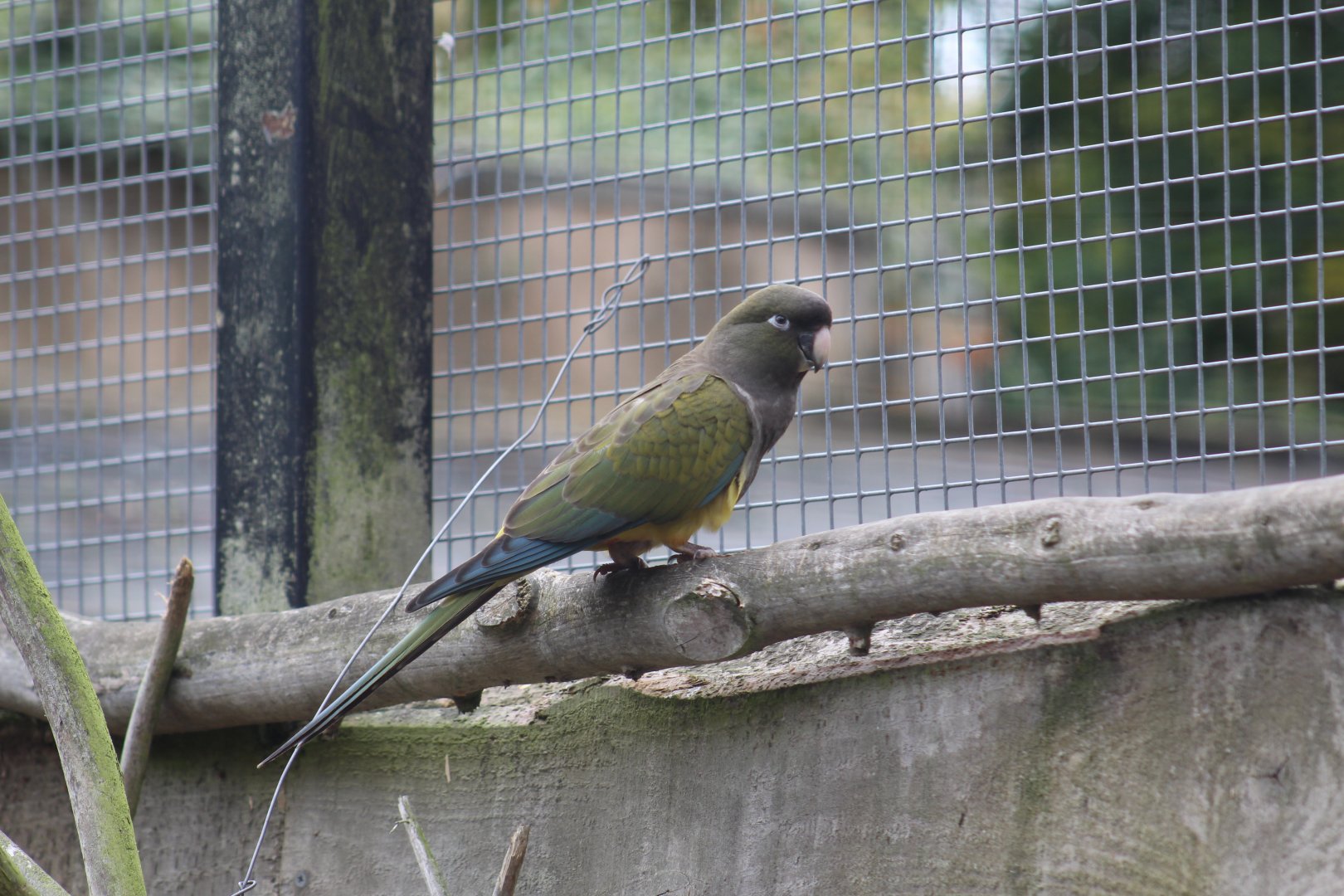 Patagonian Conure