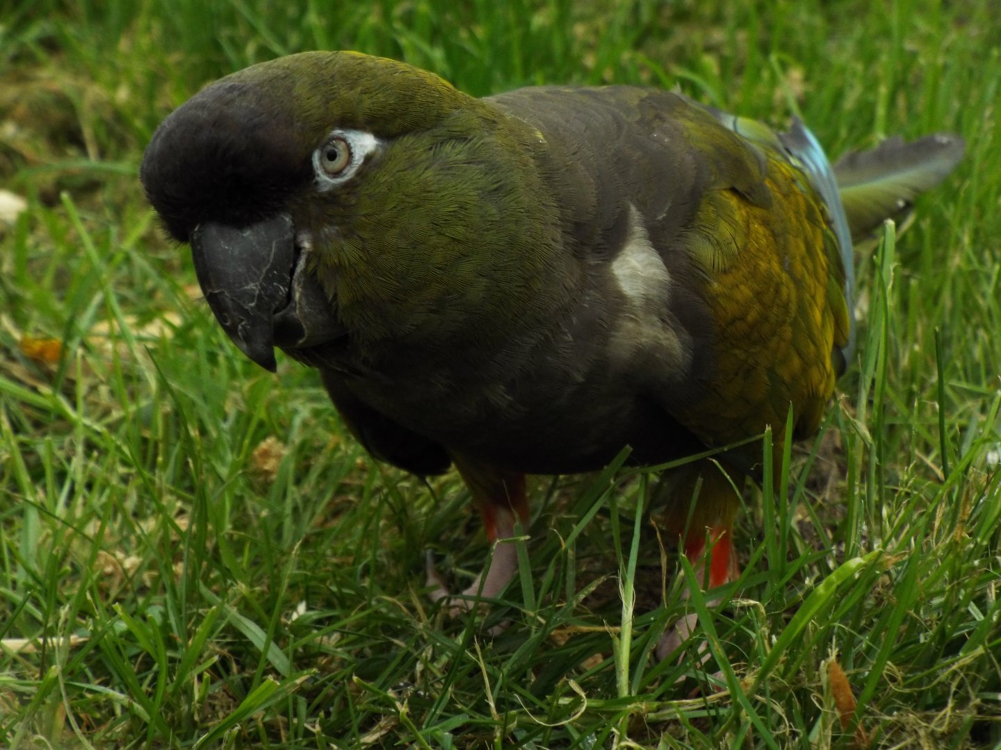 Patagonian Conure