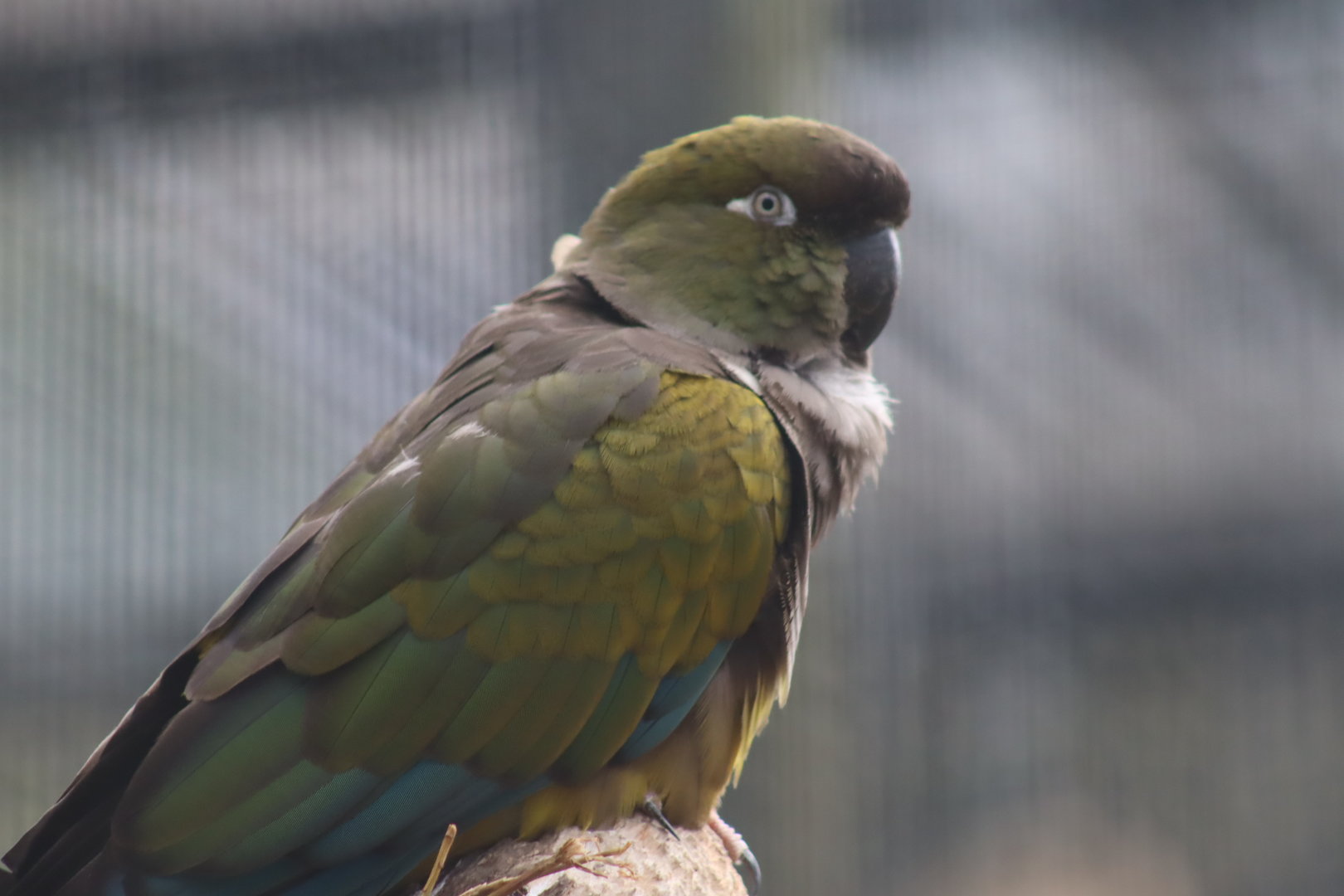 Patagonian Conure