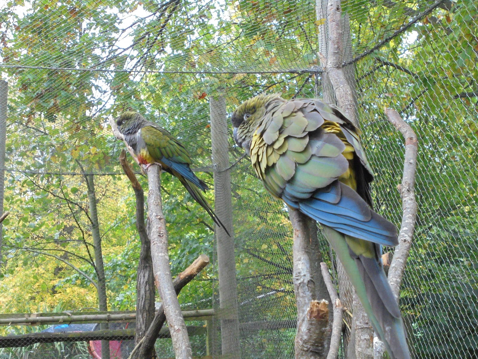 Patagonian Conures 2015.