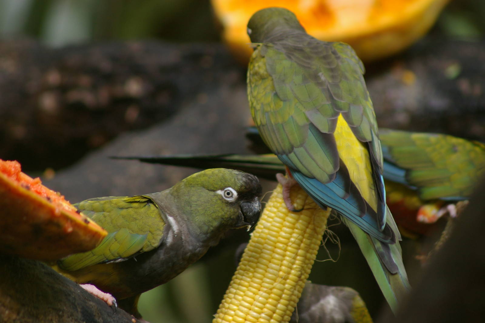 Patagonian conures, Chiang Mai Zoo (Thailand)