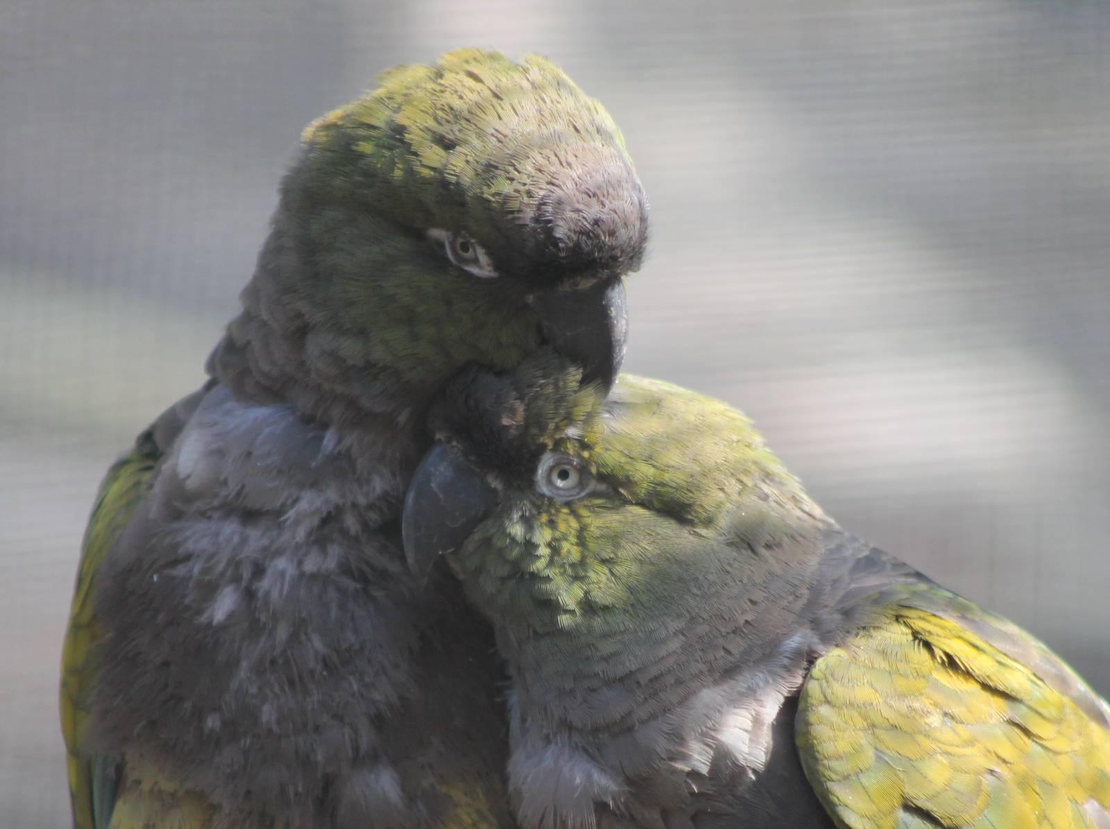 Patagonian conures