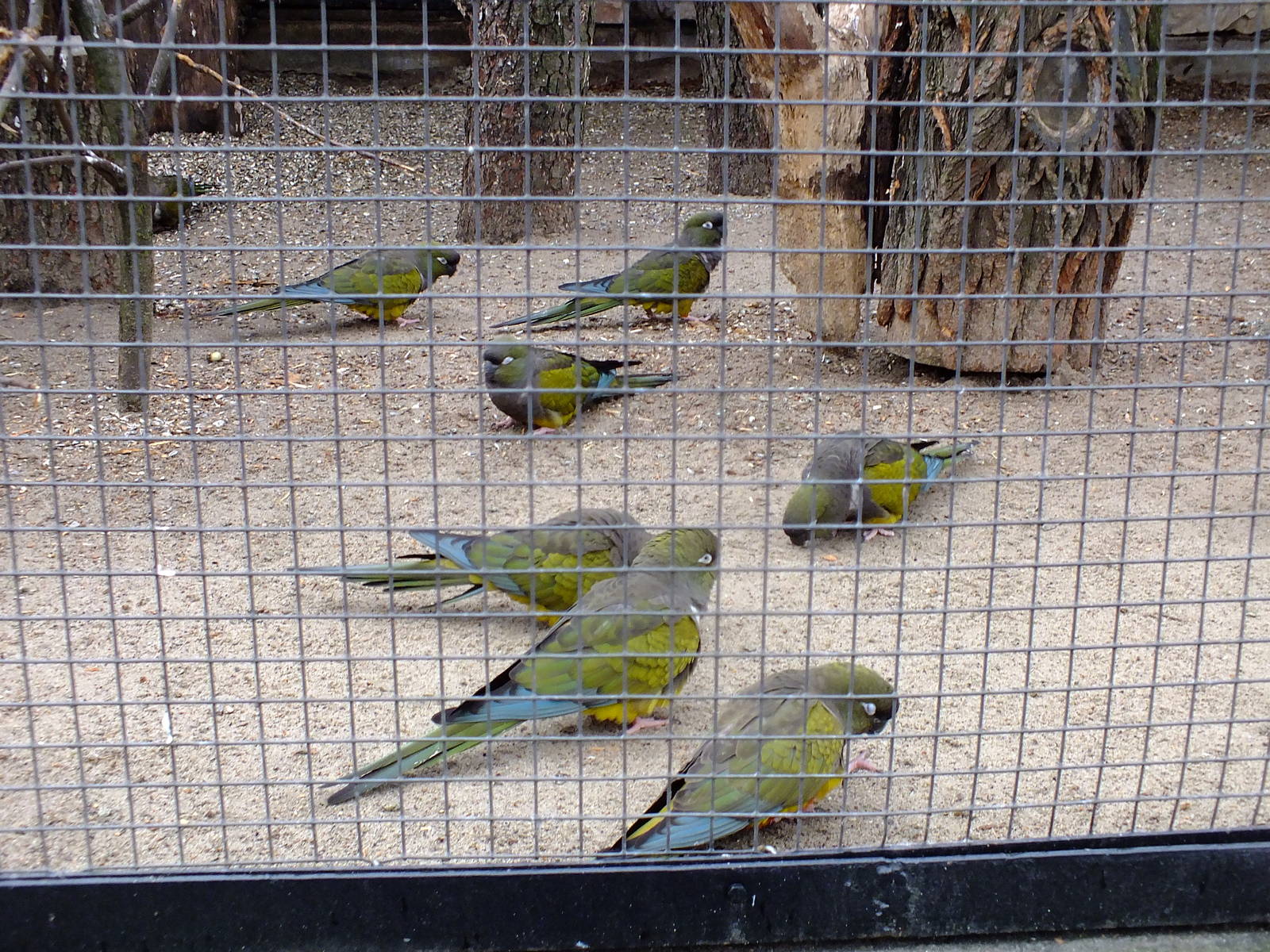 Patagonian Conures