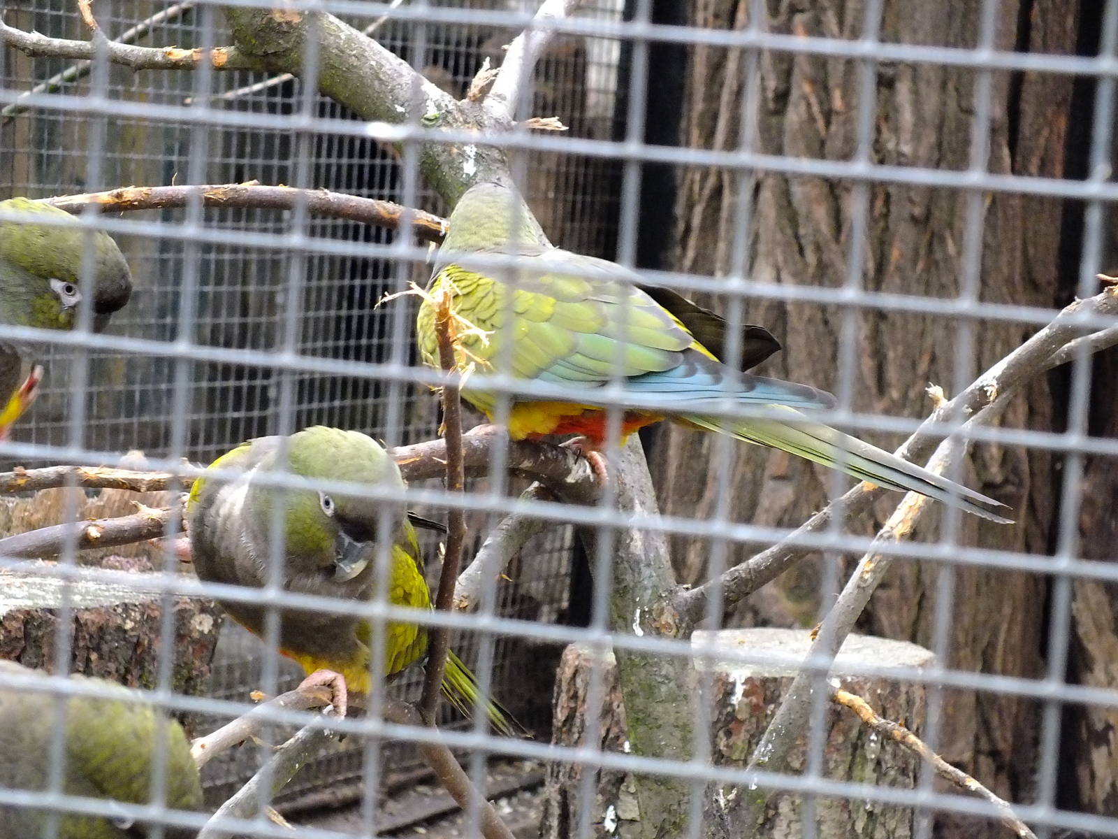 Patagonian conures