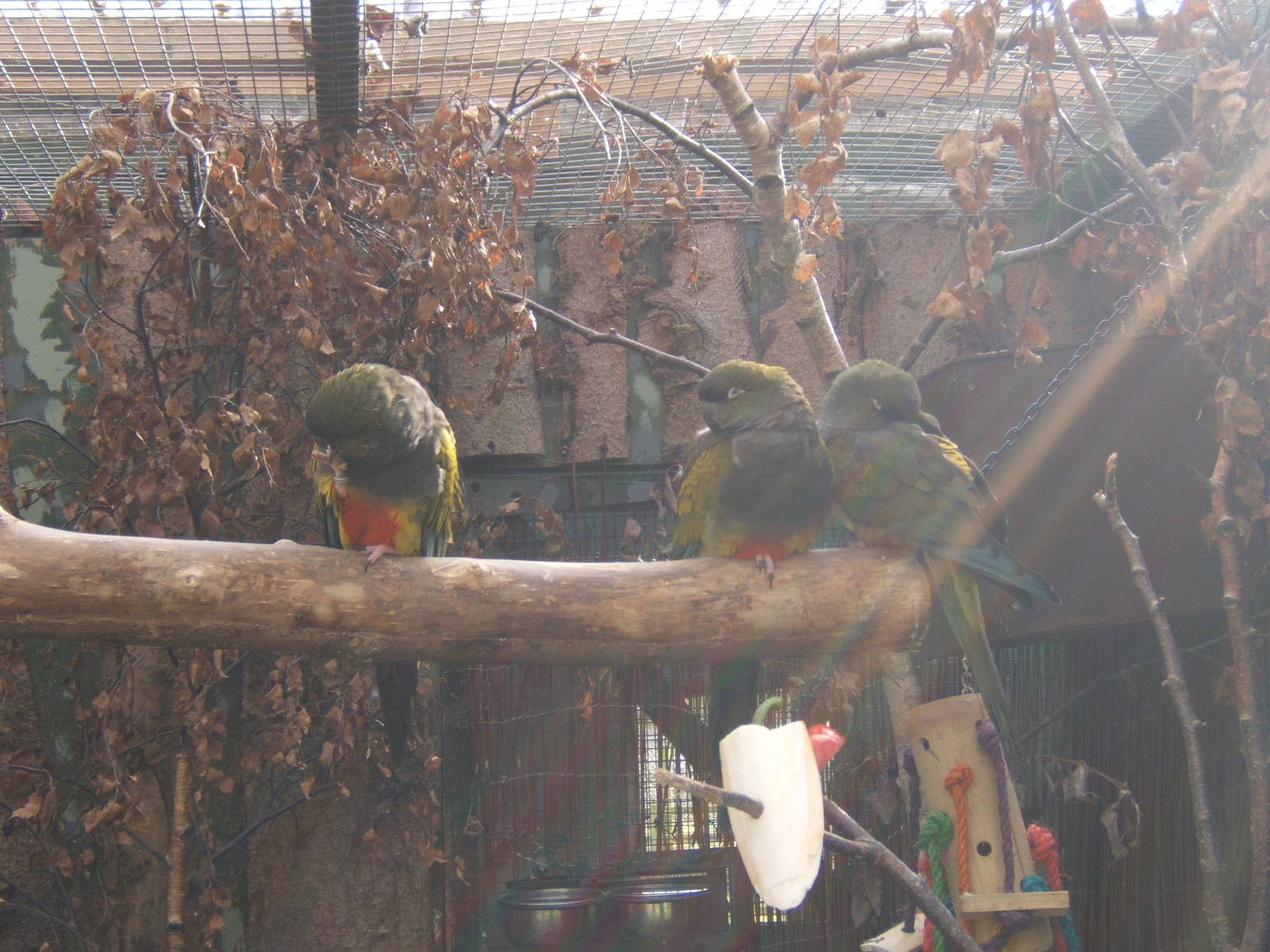 Patagonian Conures