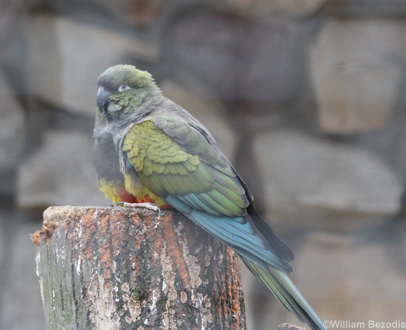 Patagonian Conures