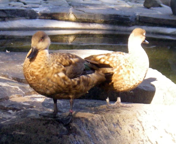 Patagonian Crested Duck (Anas specularioides)