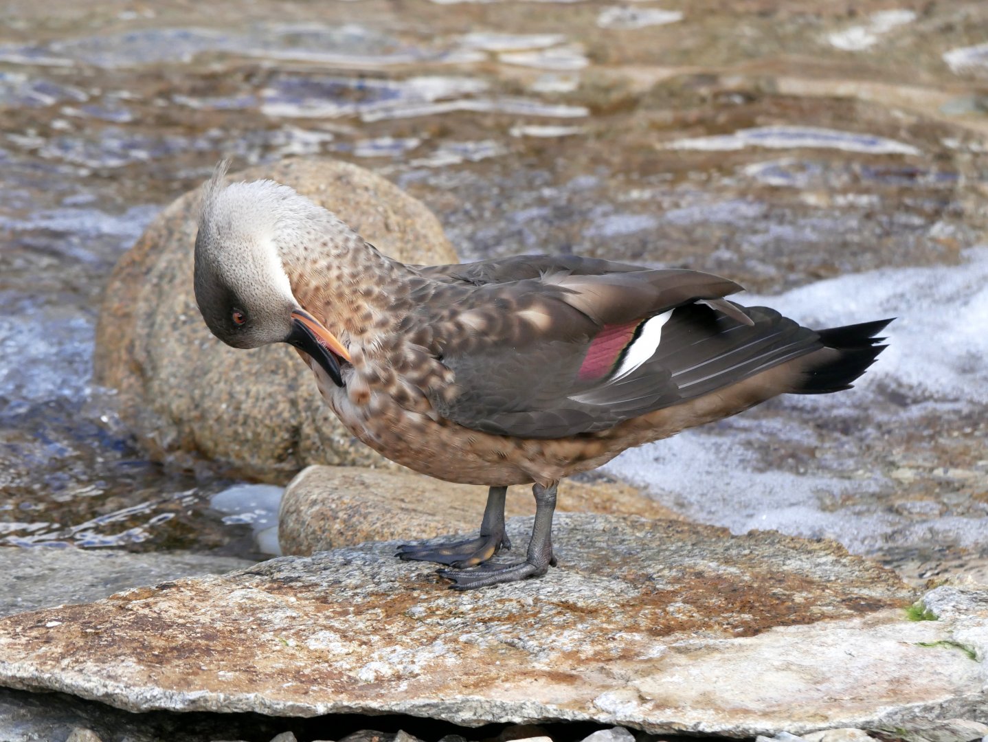 Patagonian crested duck (Lophonetta specularioides specularioides)