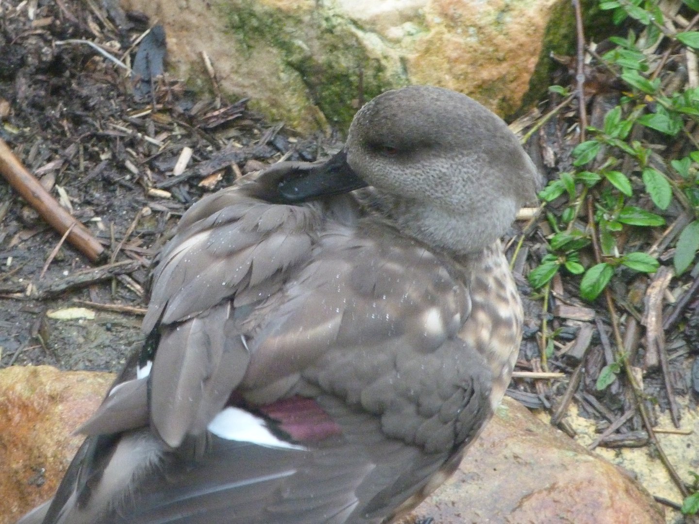 Patagonian crested duck -ZooParc de Beauval (2025)
