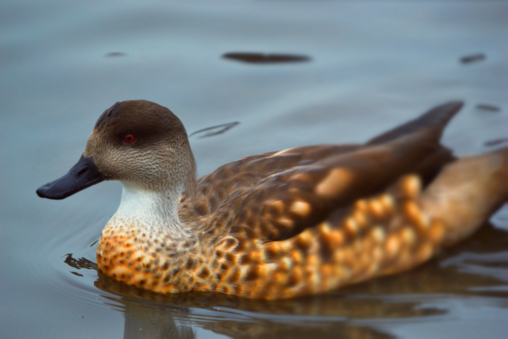 Patagonian Crested Duck
