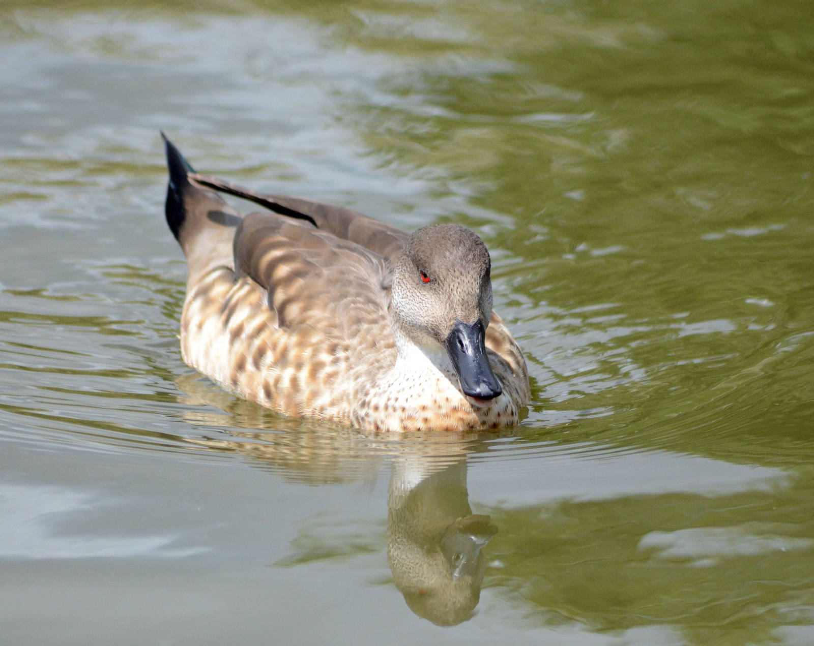 Patagonian Crested Duck