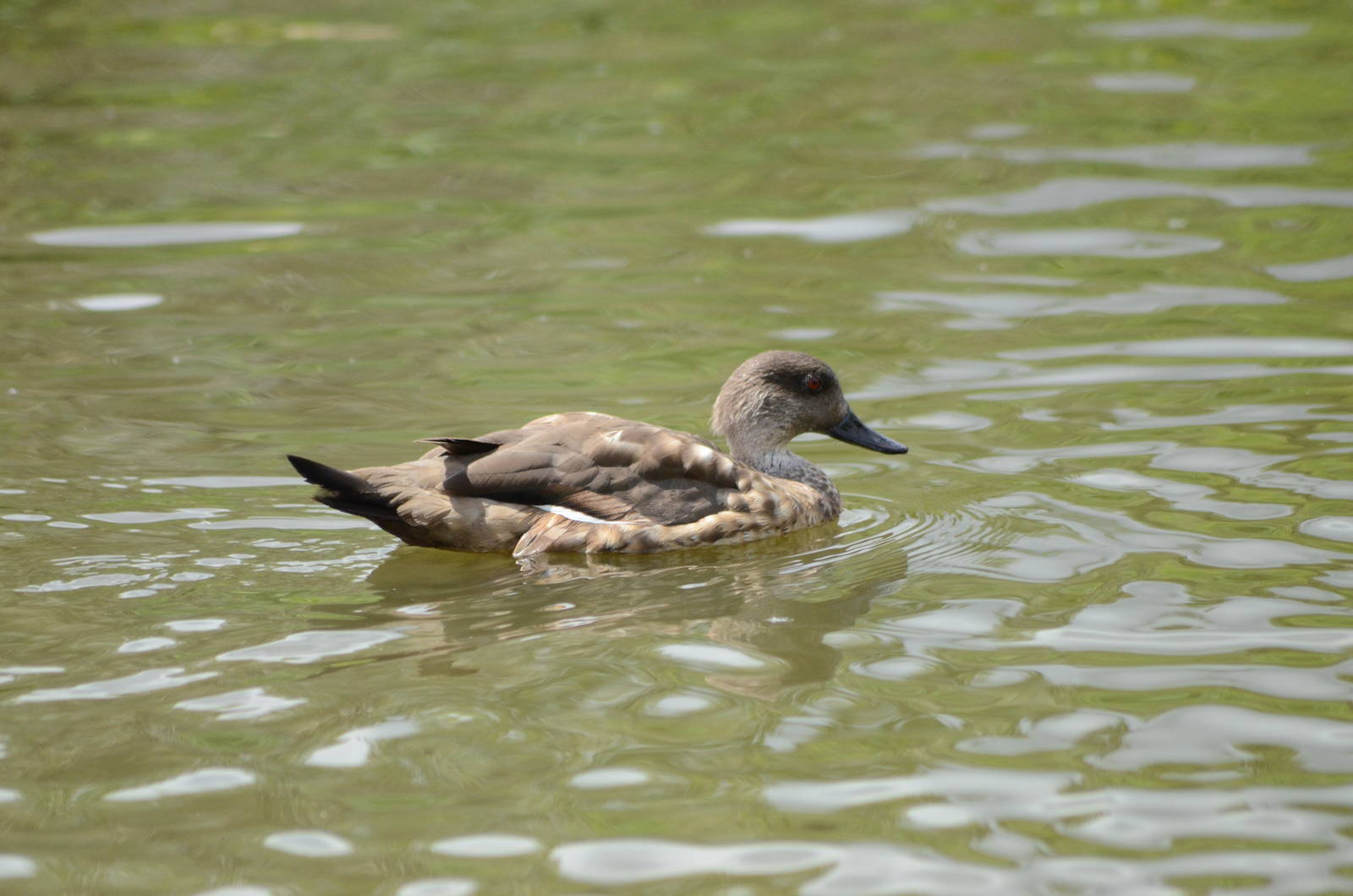Patagonian Crested Duck