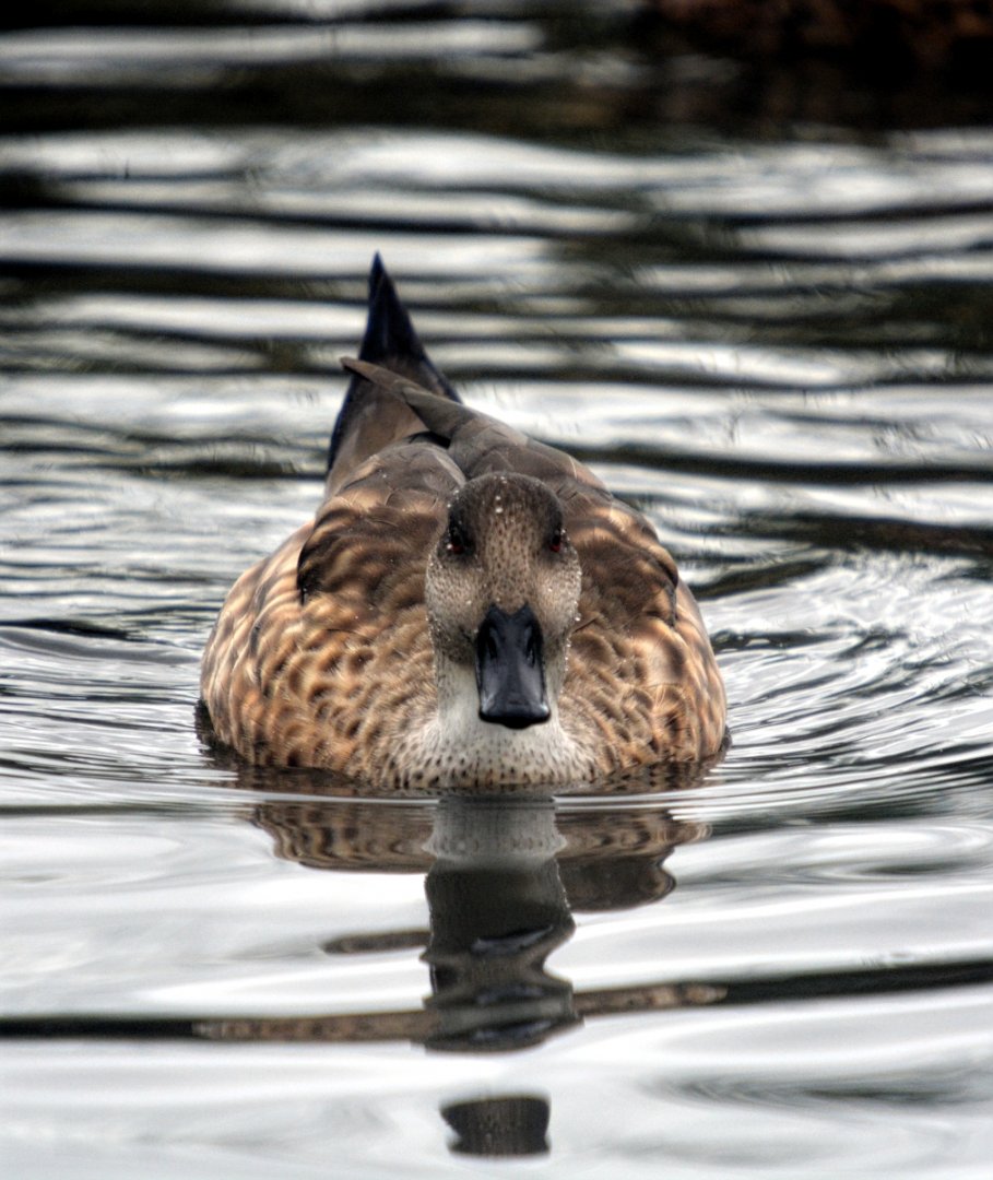 Patagonian Crested Duck