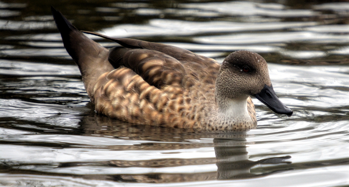 Patagonian Crested duck