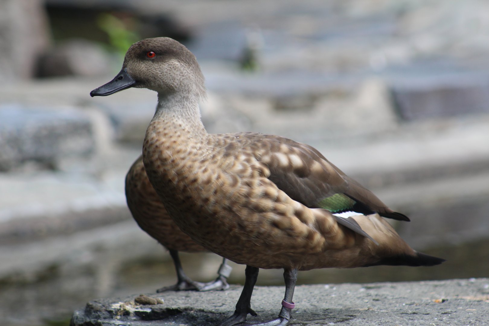 Patagonian Crested Duck
