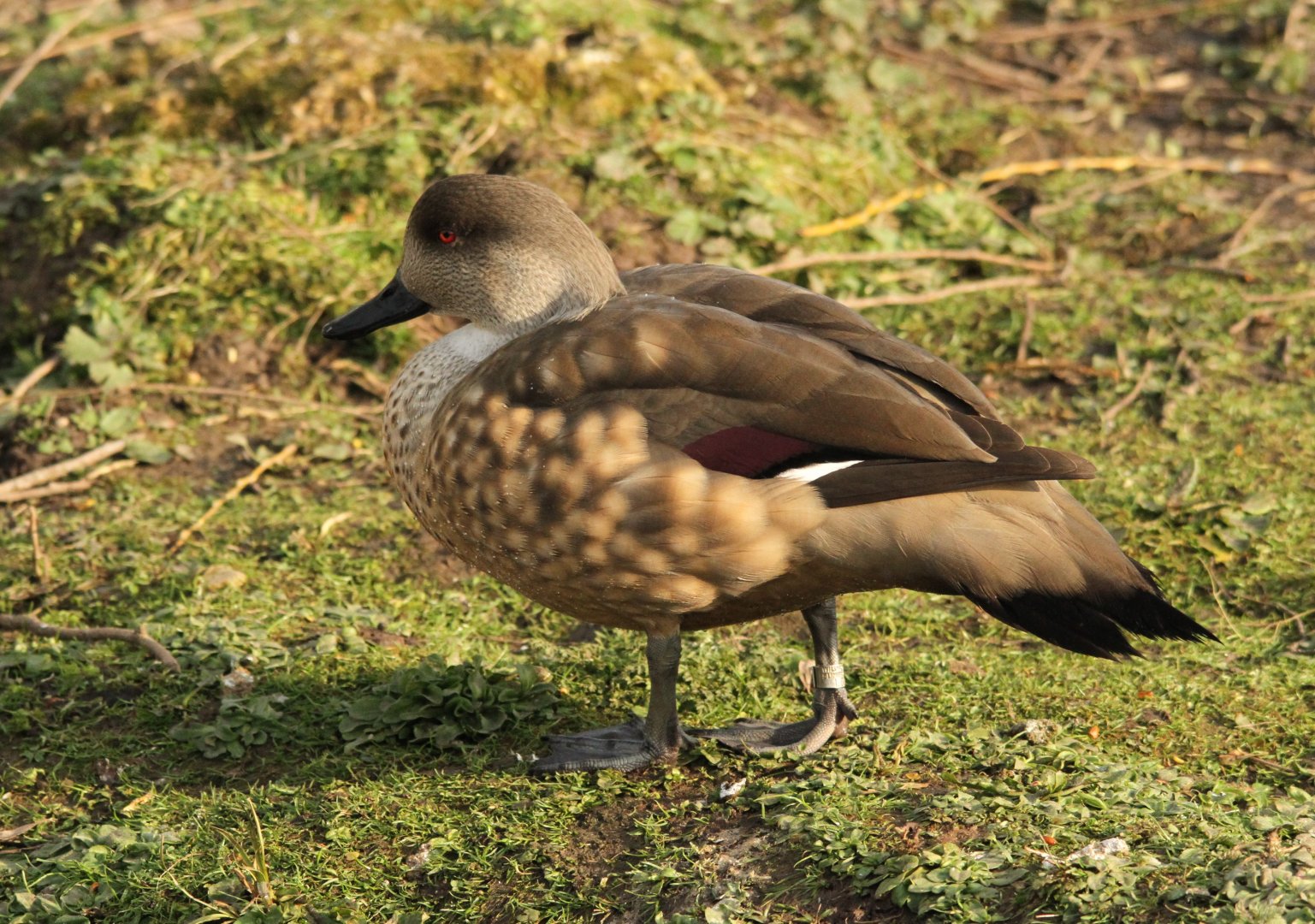 Patagonian Crested Duck