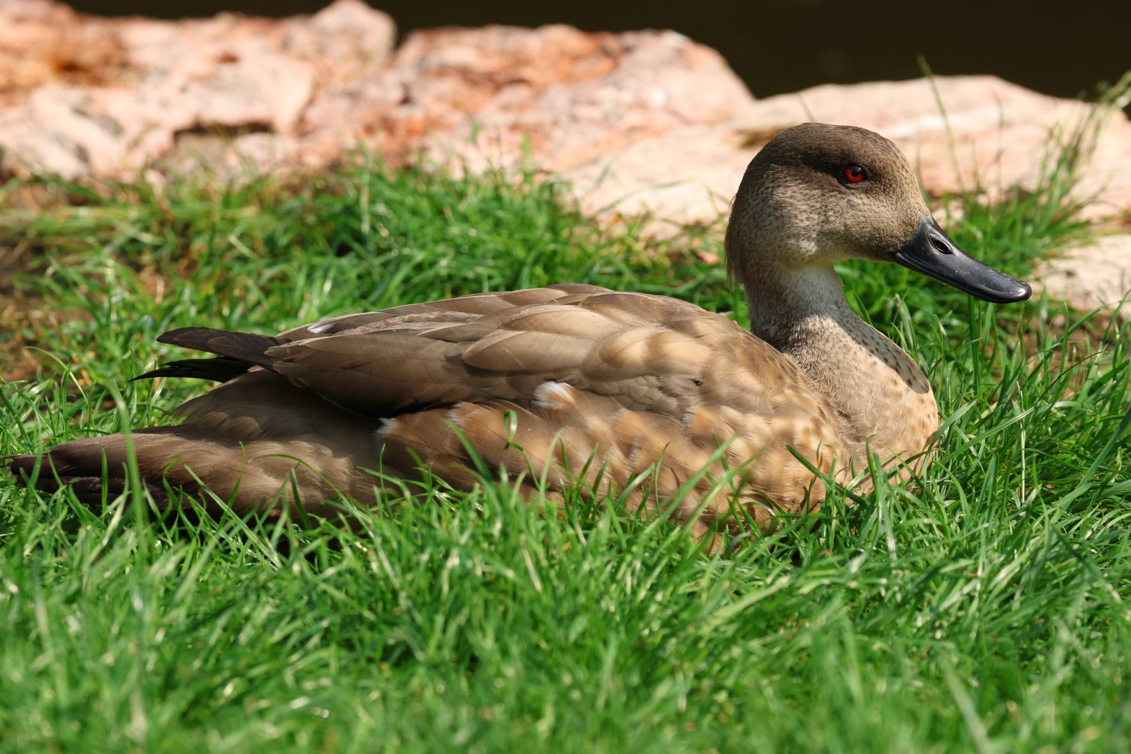 Patagonian crested duck