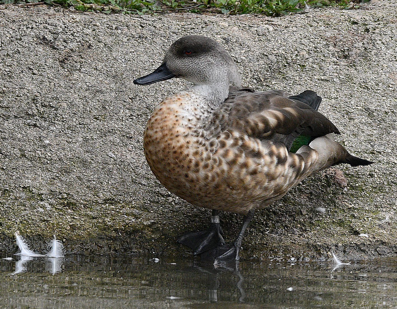 PATAGONIAN CRESTED DUCK
