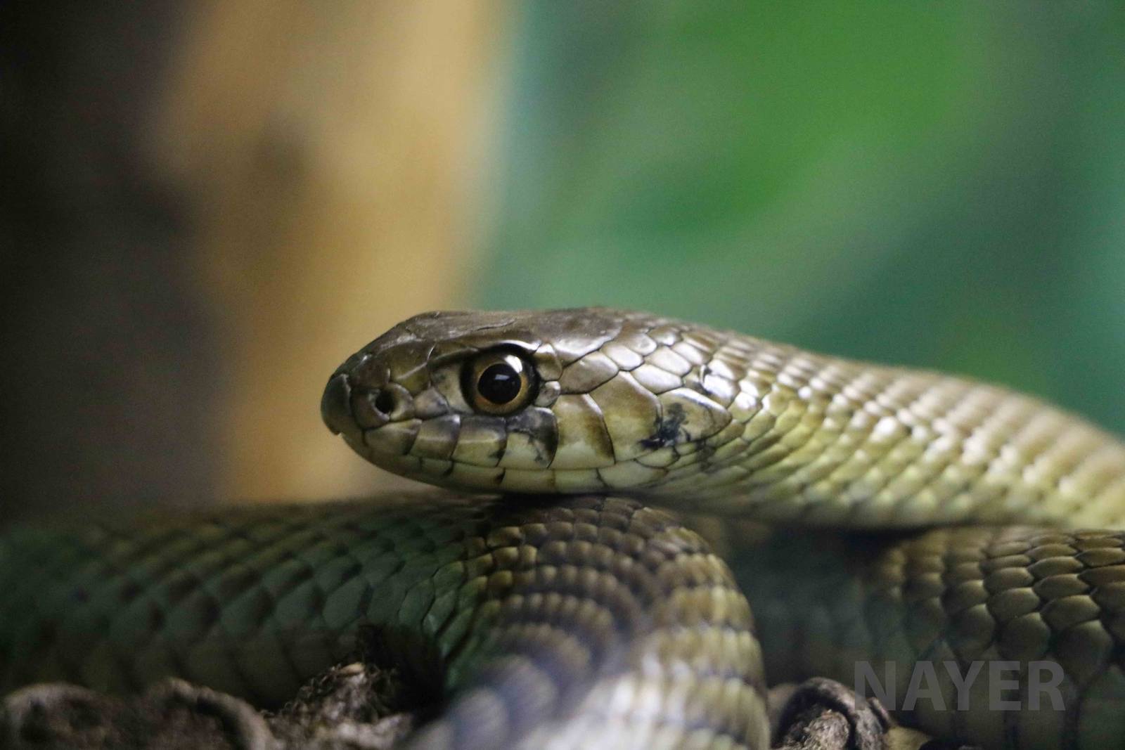 Patagonian green racer - Instituto Butantan, 2016