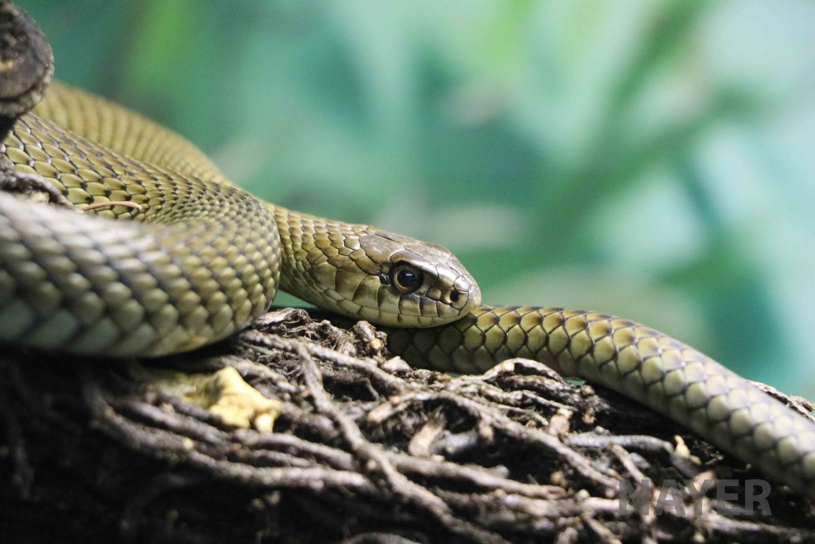 Patagonian green racer - Instituto Butantan, 2016