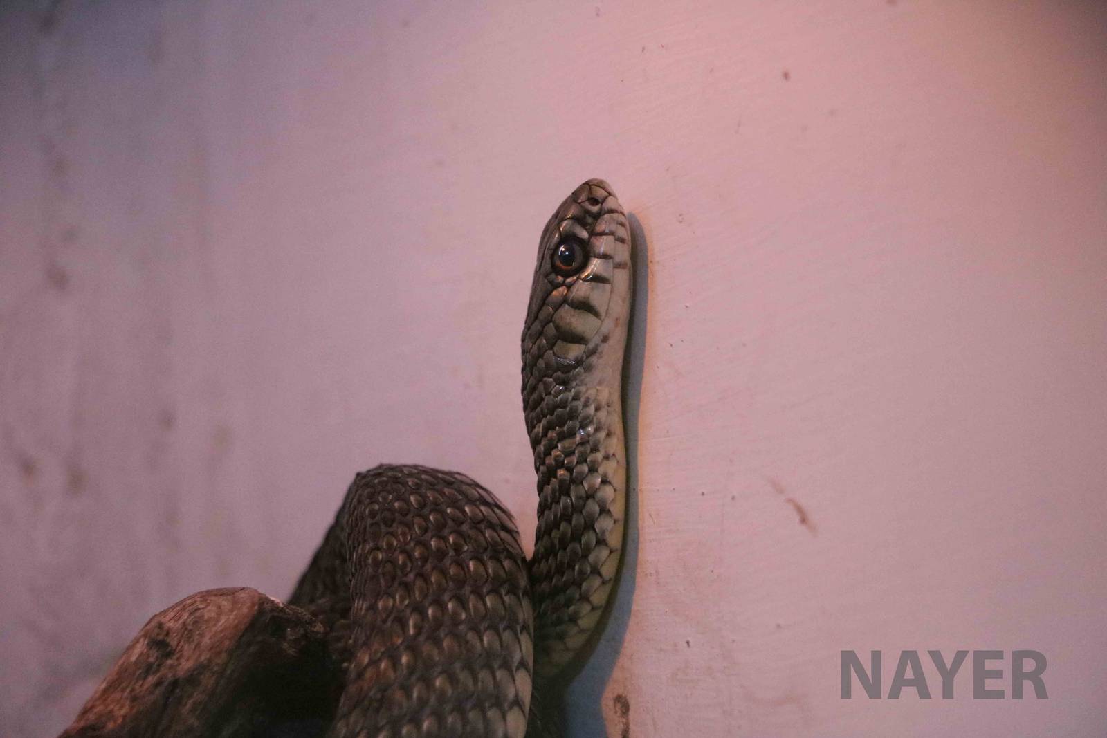 Patagonian green racer, Serpentario Machaqway - April 2016.