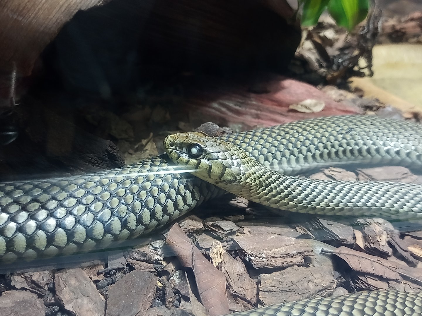 Patagonian Green racer