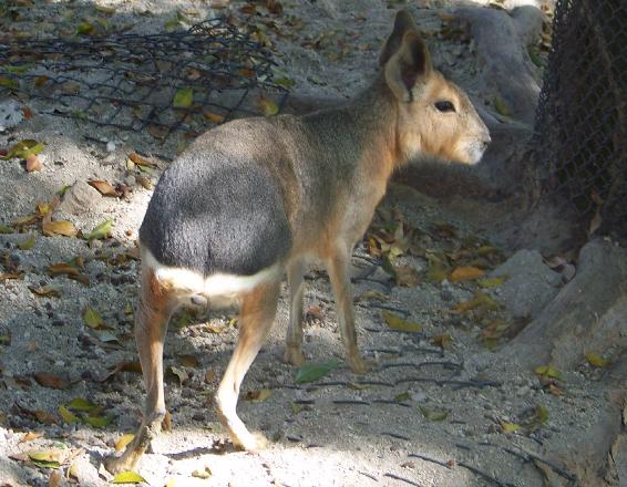 Patagonian Hare