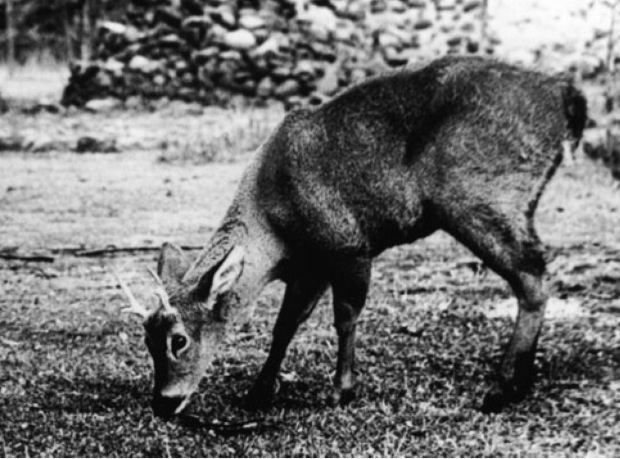 Patagonian huemul (Hippocamelus bisulcus) 1936