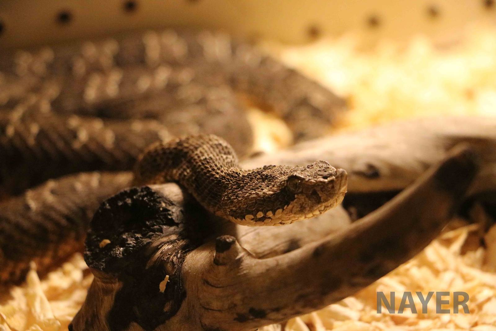 Patagonian lancehead - Mendoza Serpentarium  ('Centro Anaconda'), April 201