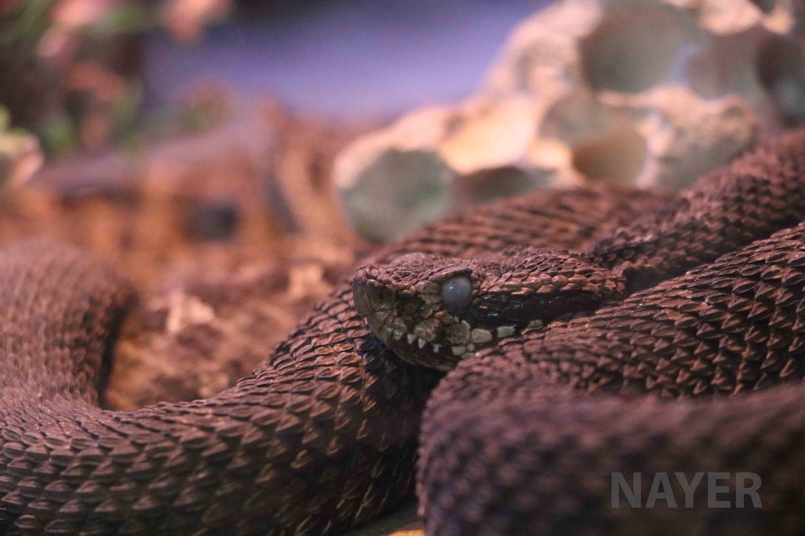 Patagonian lancehead?, Serpentario Machaqway - April 2016.