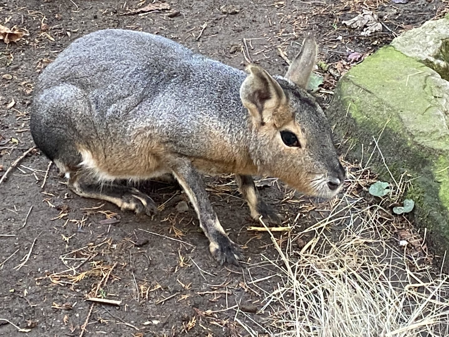 Patagonian mara 011125