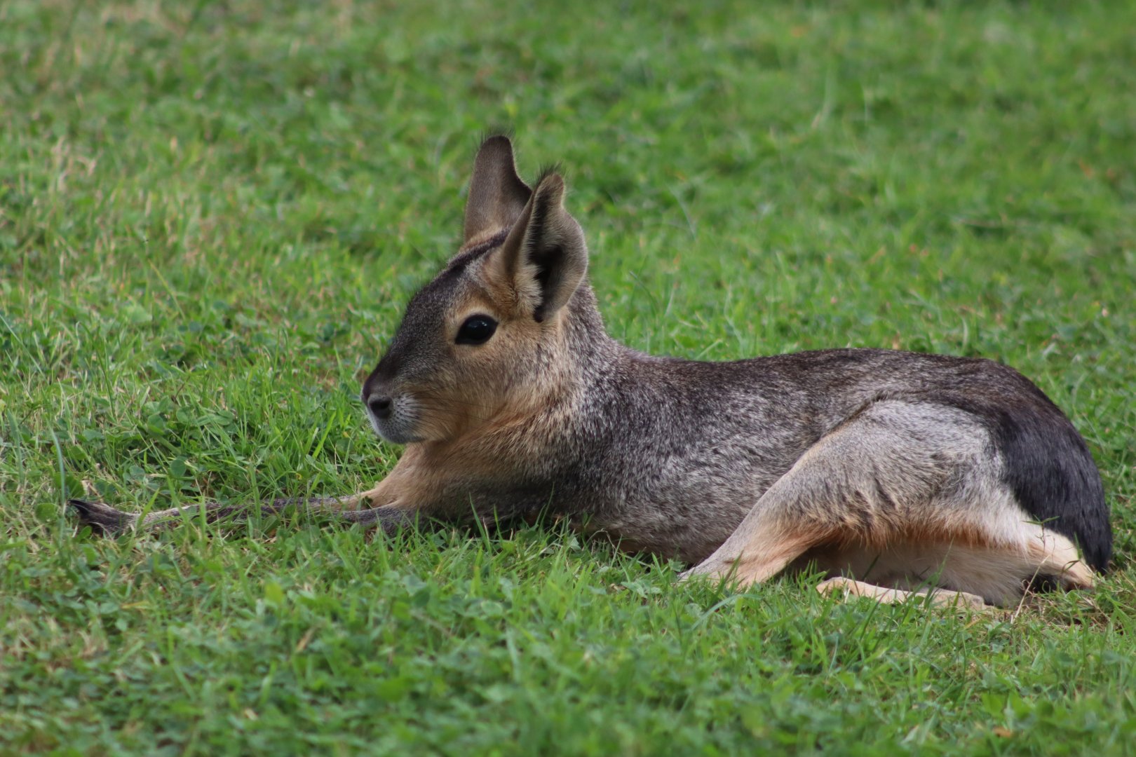 Patagonian mara - 10 September 2021