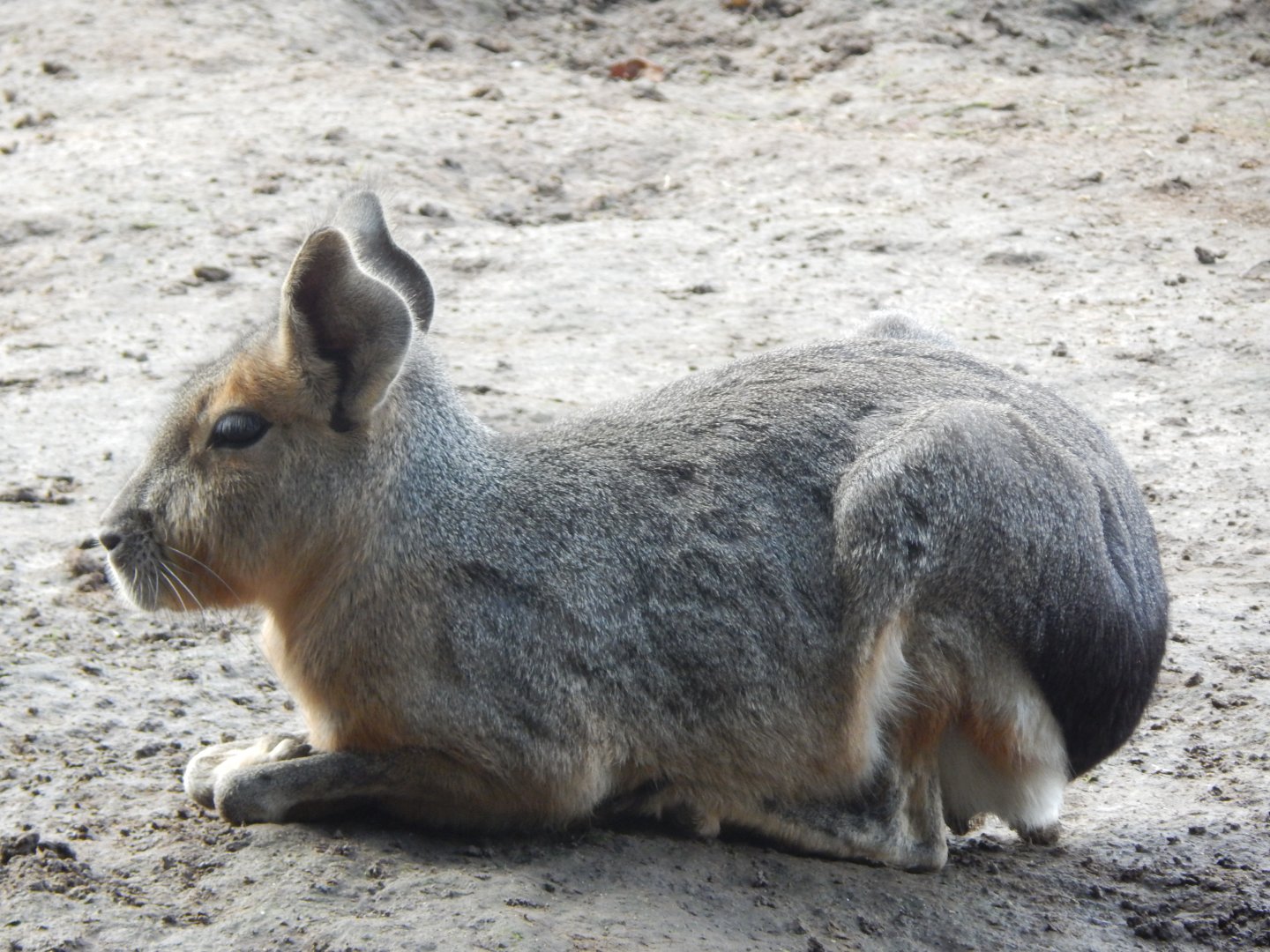 Patagonian mara 130925