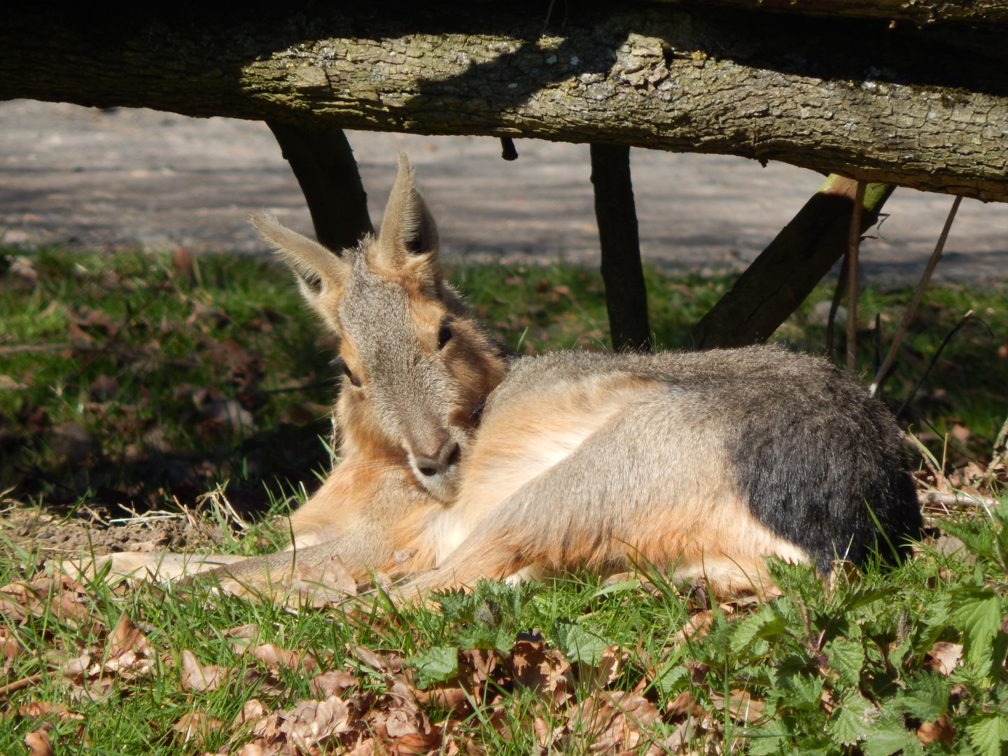 Patagonian mara 190322