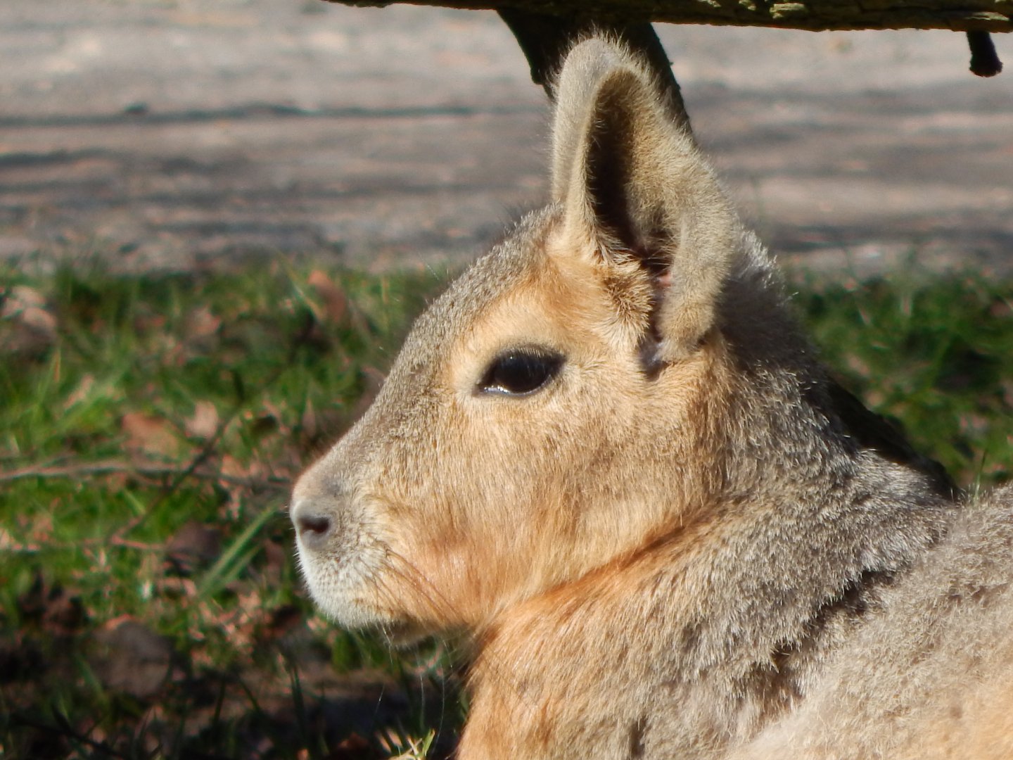 Patagonian mara 190322