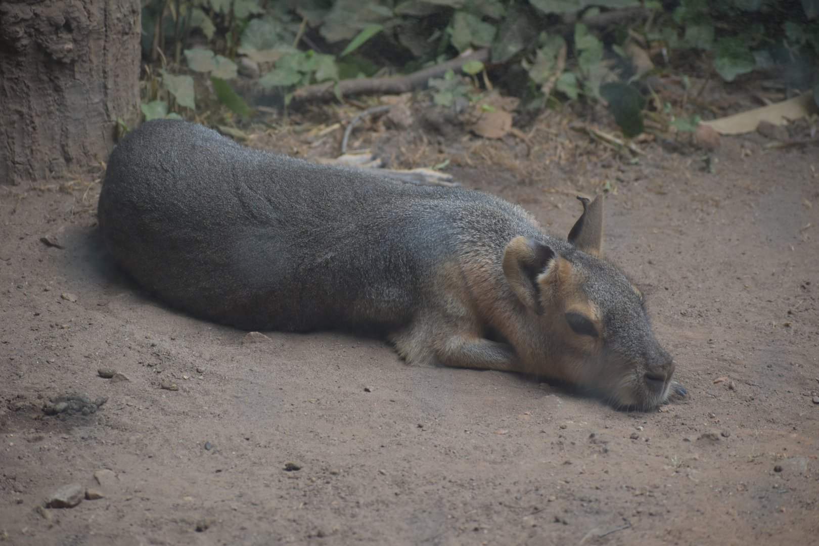 Patagonian Mara 2