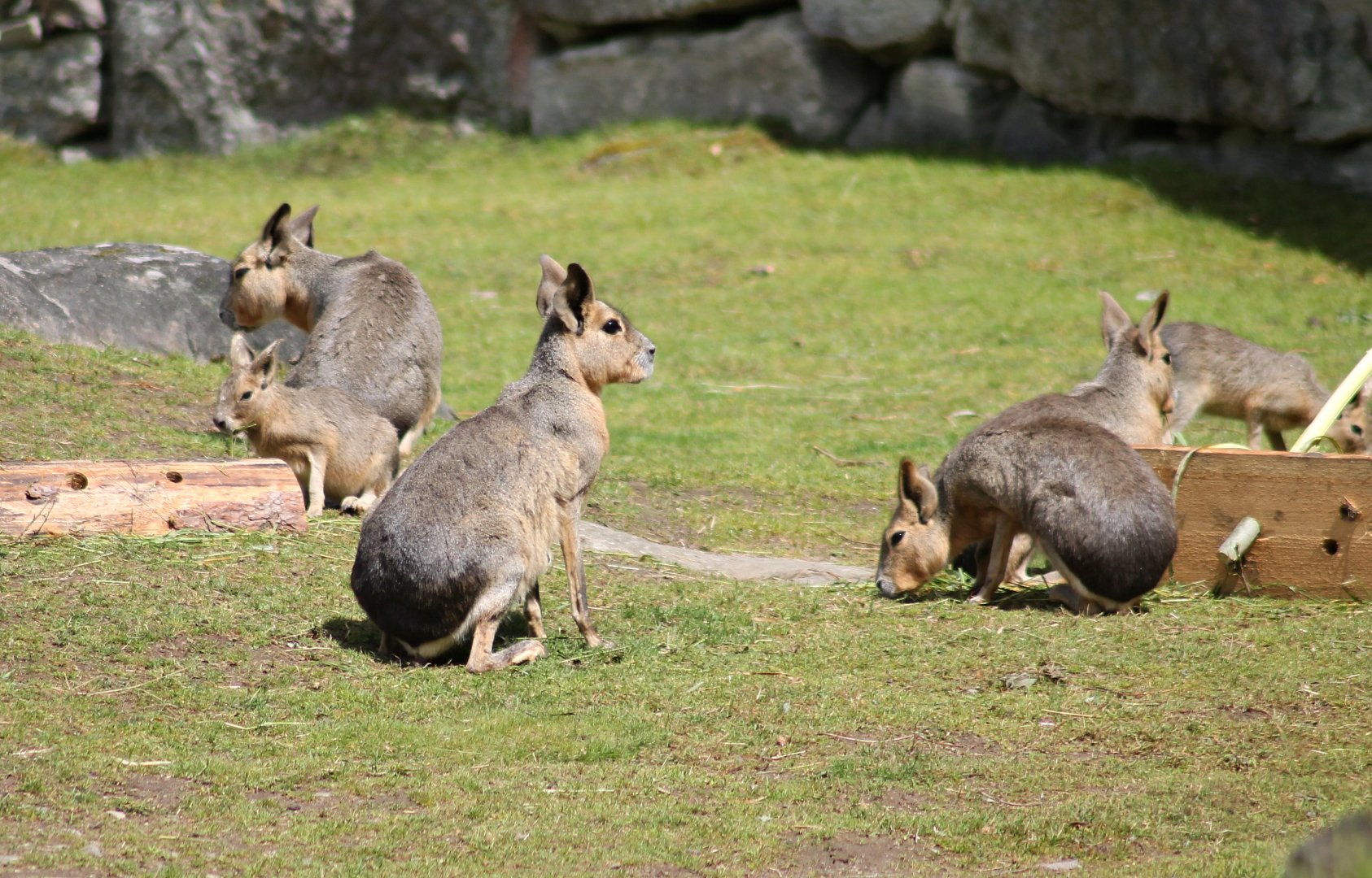 Patagonian mara (2015)