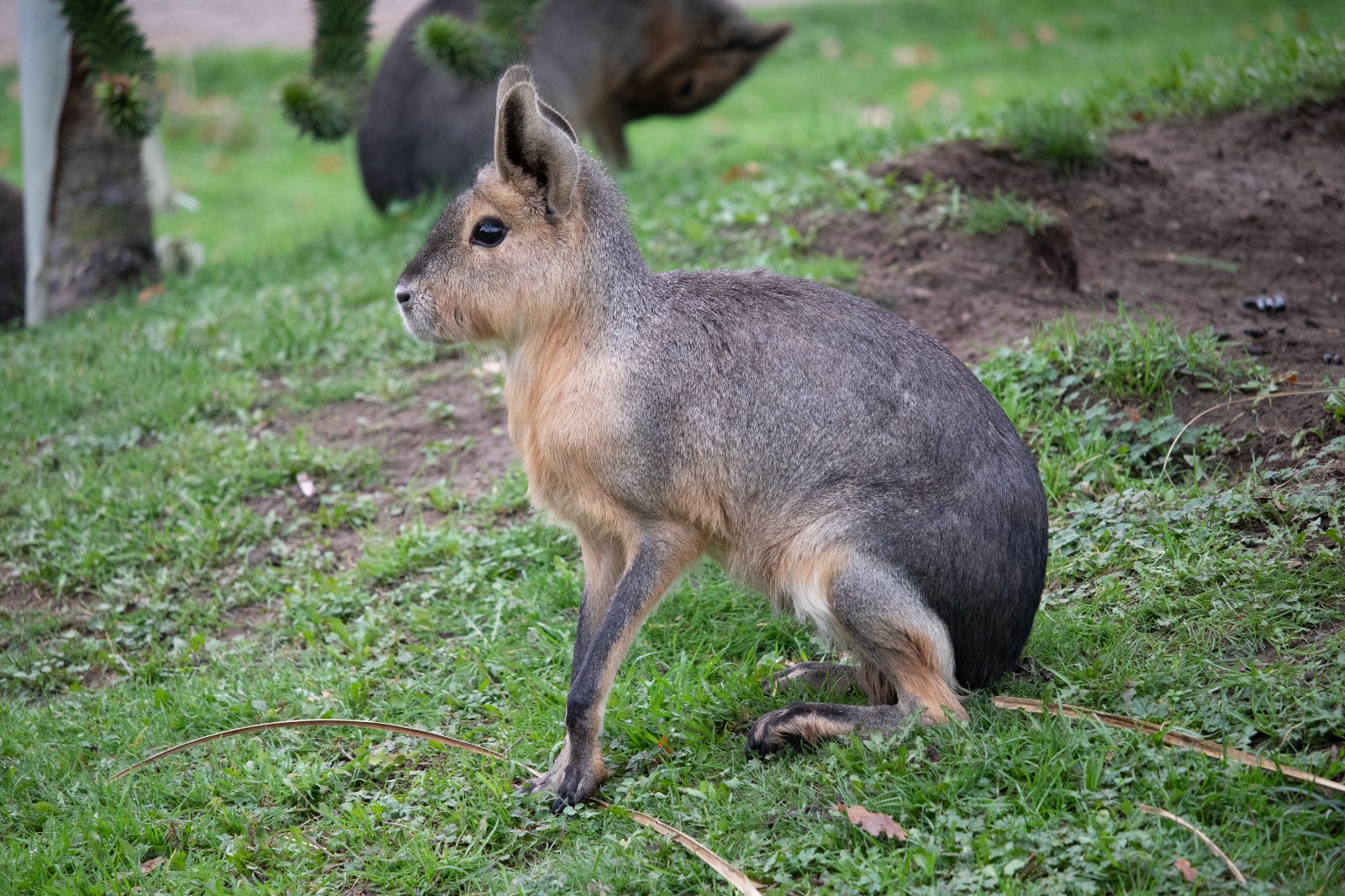 Patagonian Mara 25/7/23