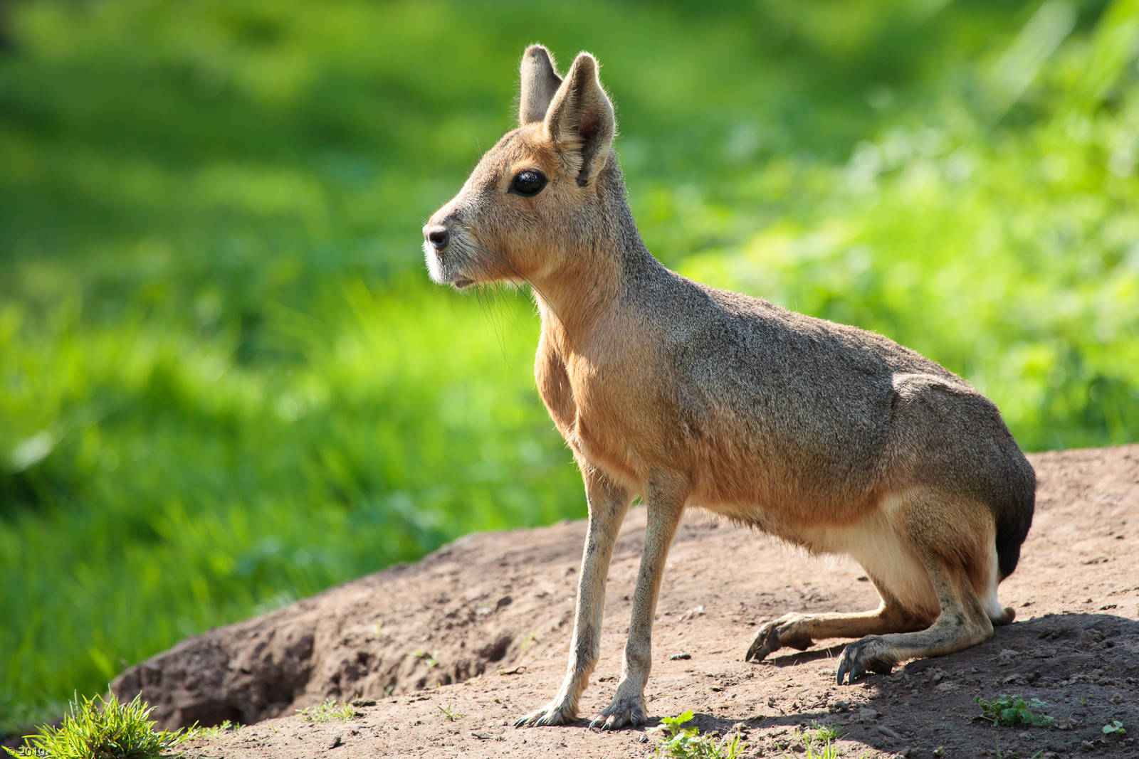 Patagonian Mara - 27/08/2010