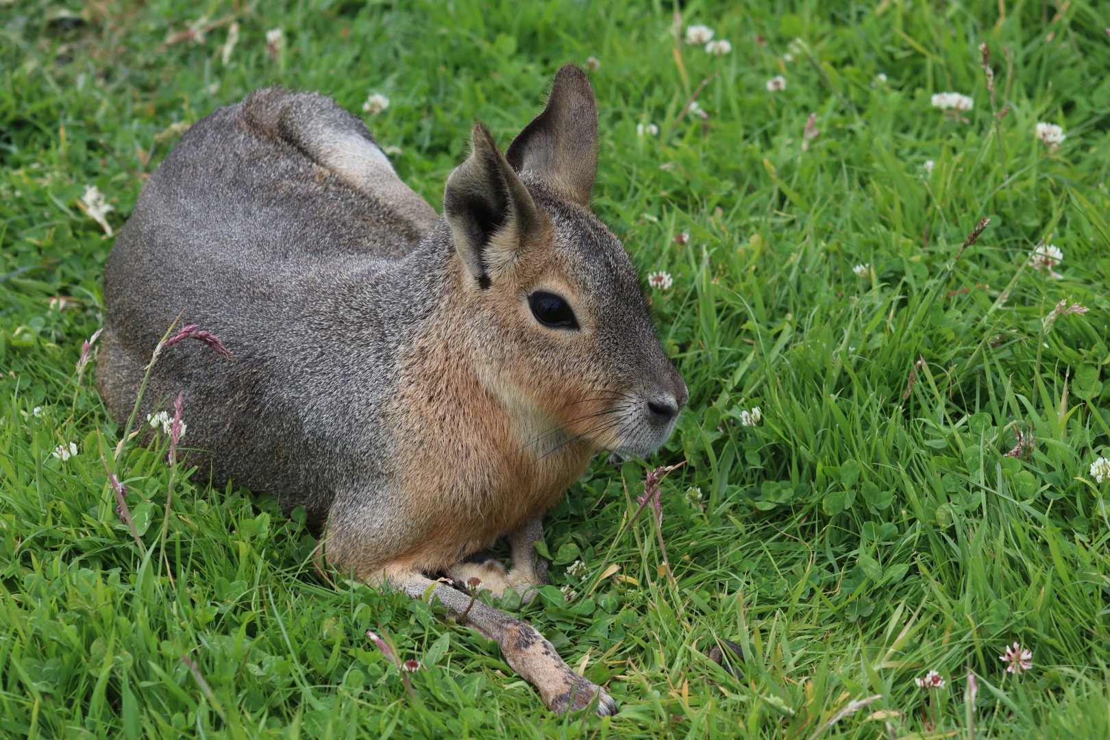 Patagonian mara - 4 June 2022