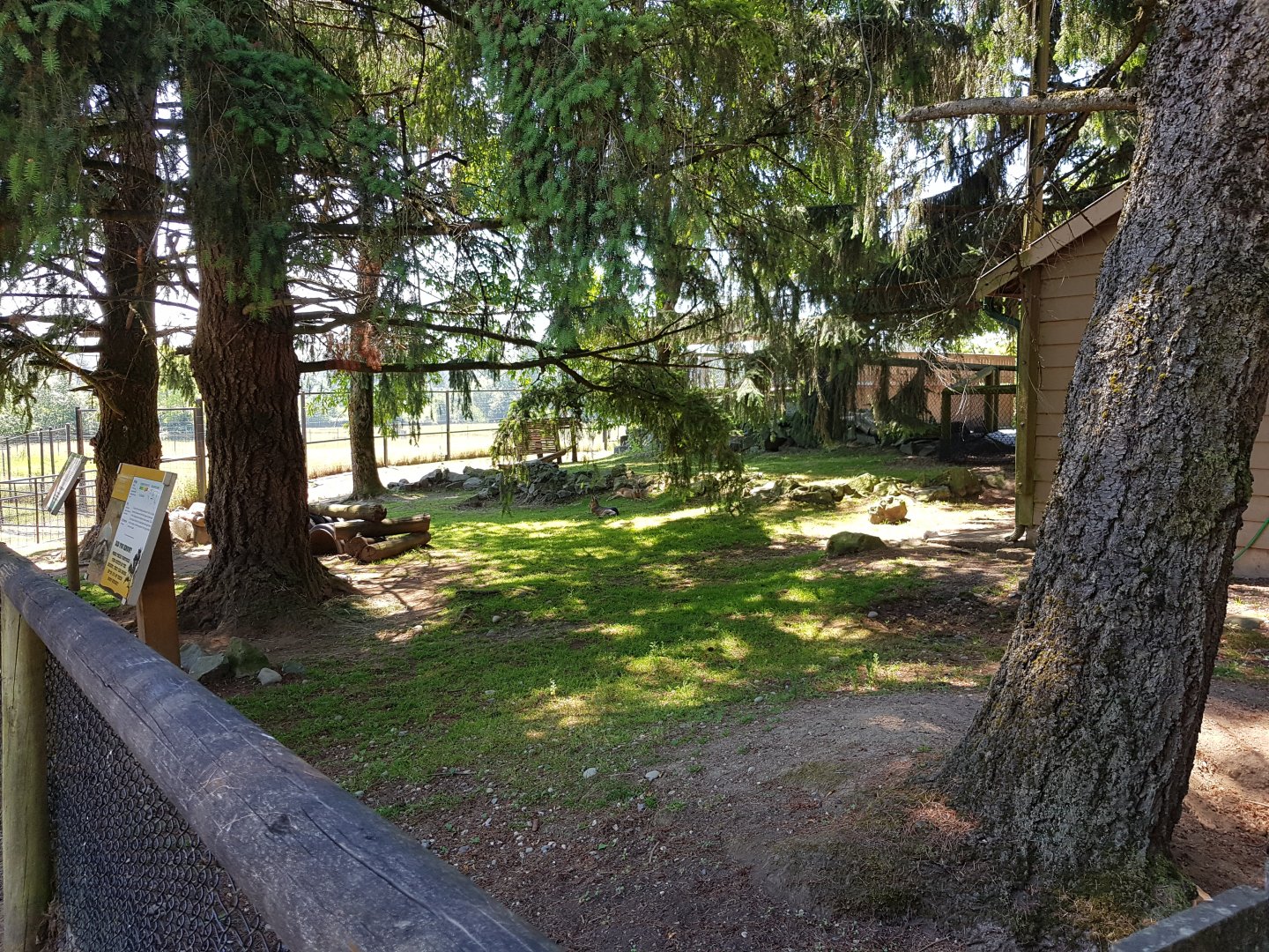 Patagonian Mara & African Spurred Tortoise Exhibit