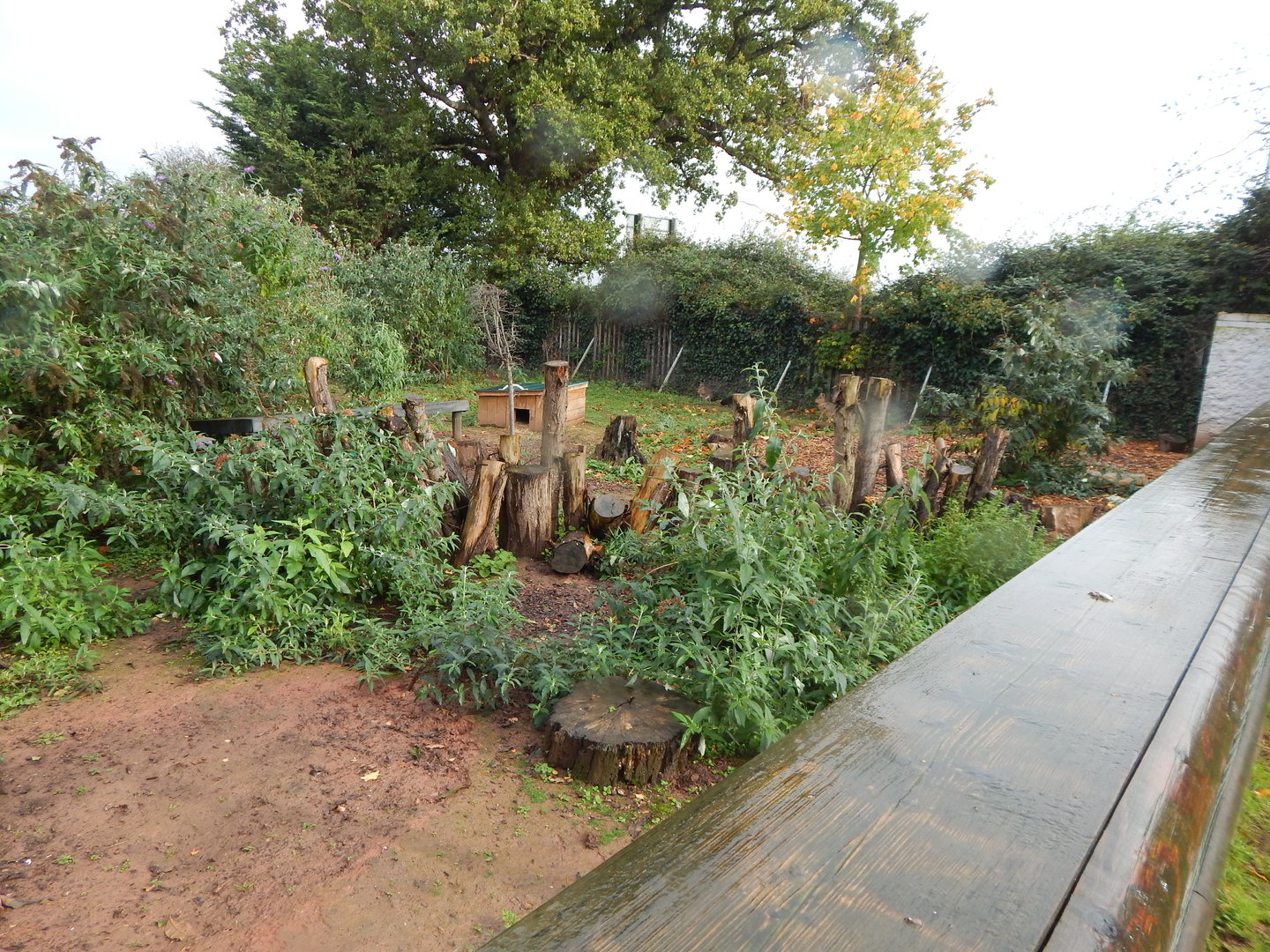 Patagonian mara and Central American agouti enclosure 051122