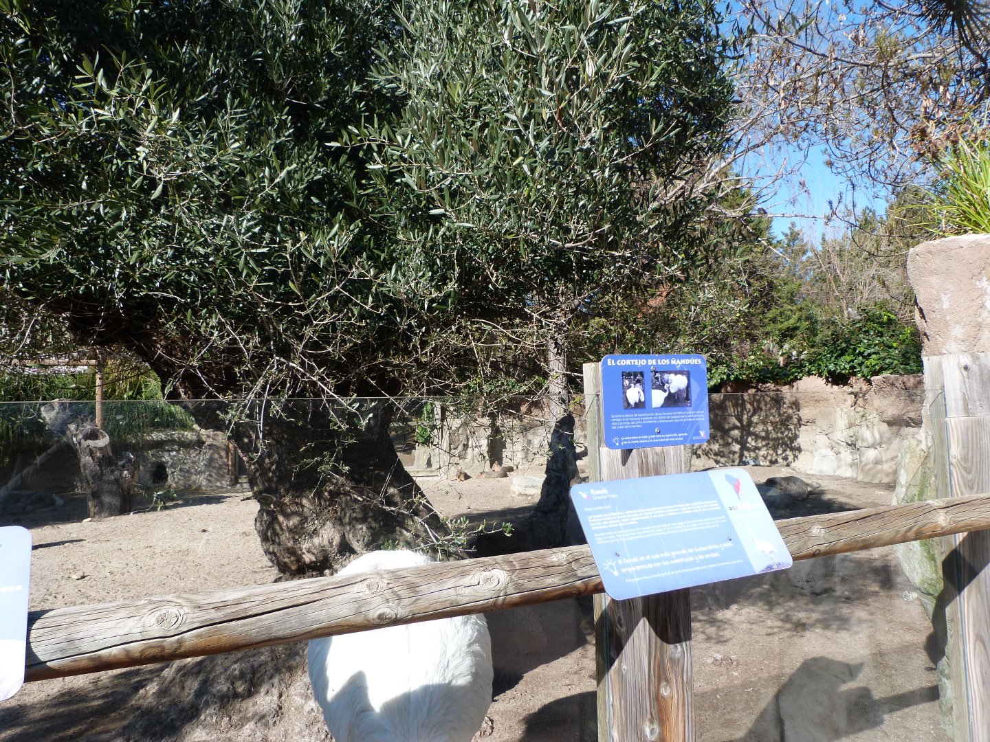 Patagonian mara and Greater rhea exhibit -Faunia (2025)