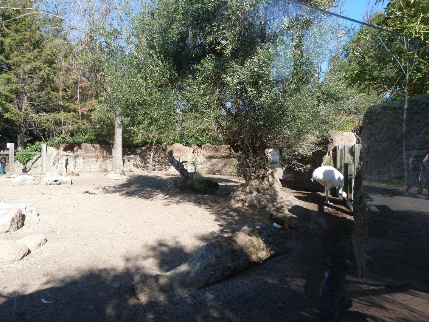 Patagonian mara and Greater rhea exhibit -Faunia (2025)