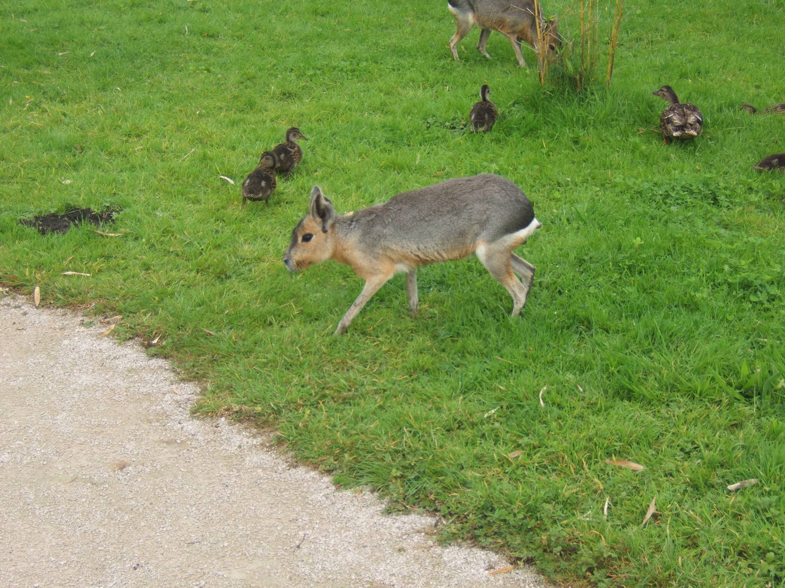 Patagonian Mara and Mallards