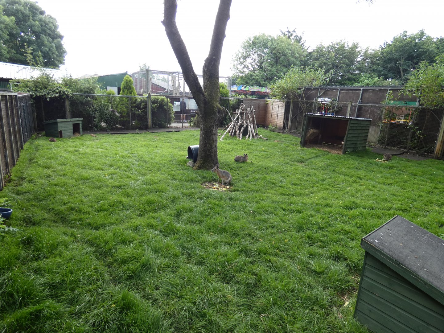 Patagonian mara and Parma wallaby enclosure (Greenacres Animal Park)