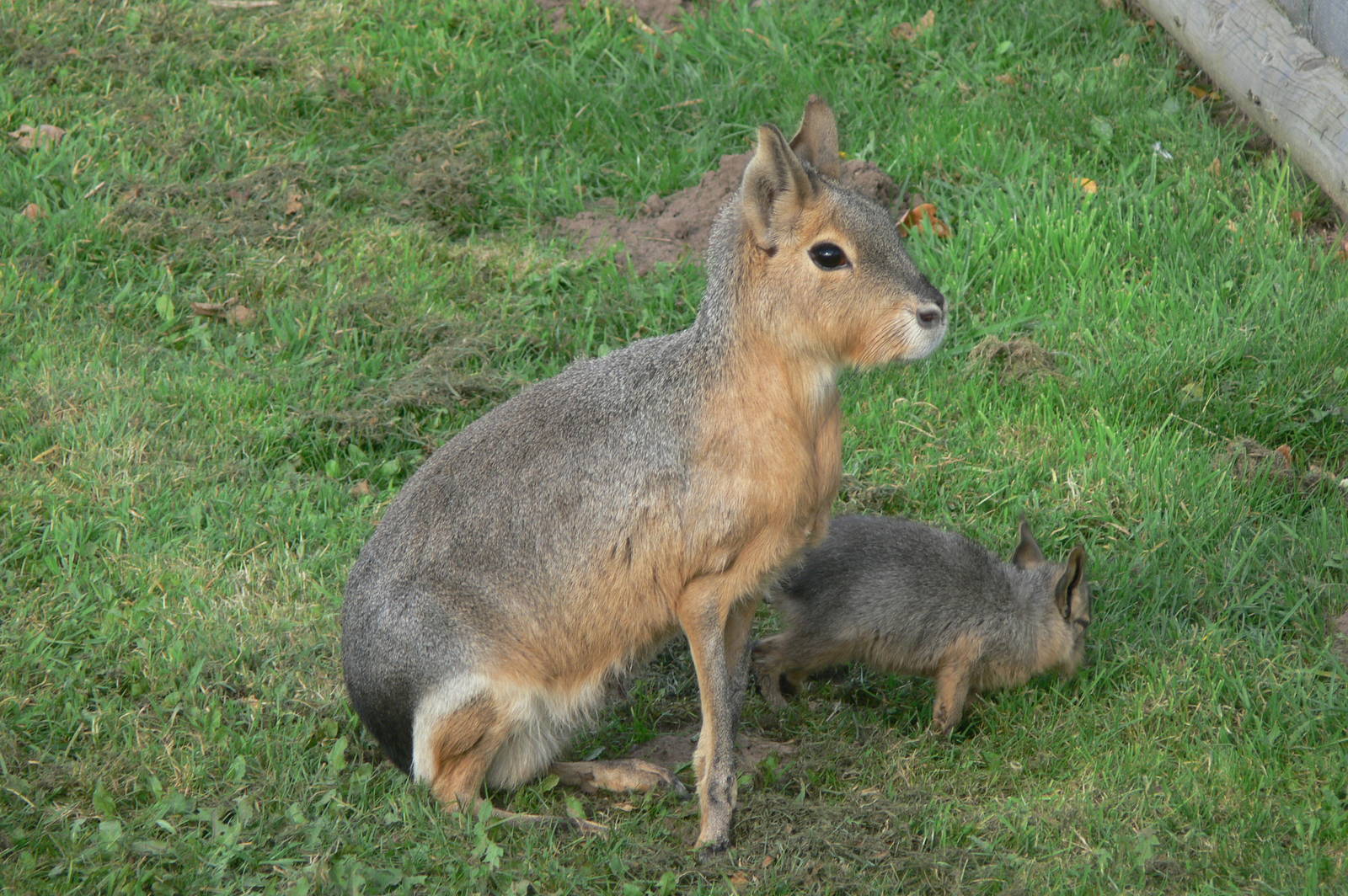 Patagonian Mara and youngster at Yorkshire WP, 28/10/14