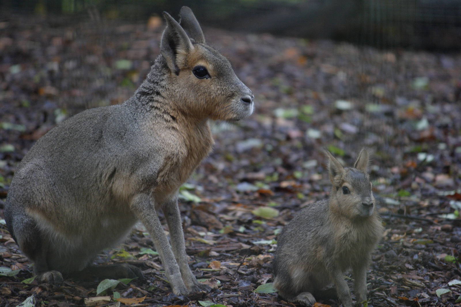 Patagonian mara and youngster