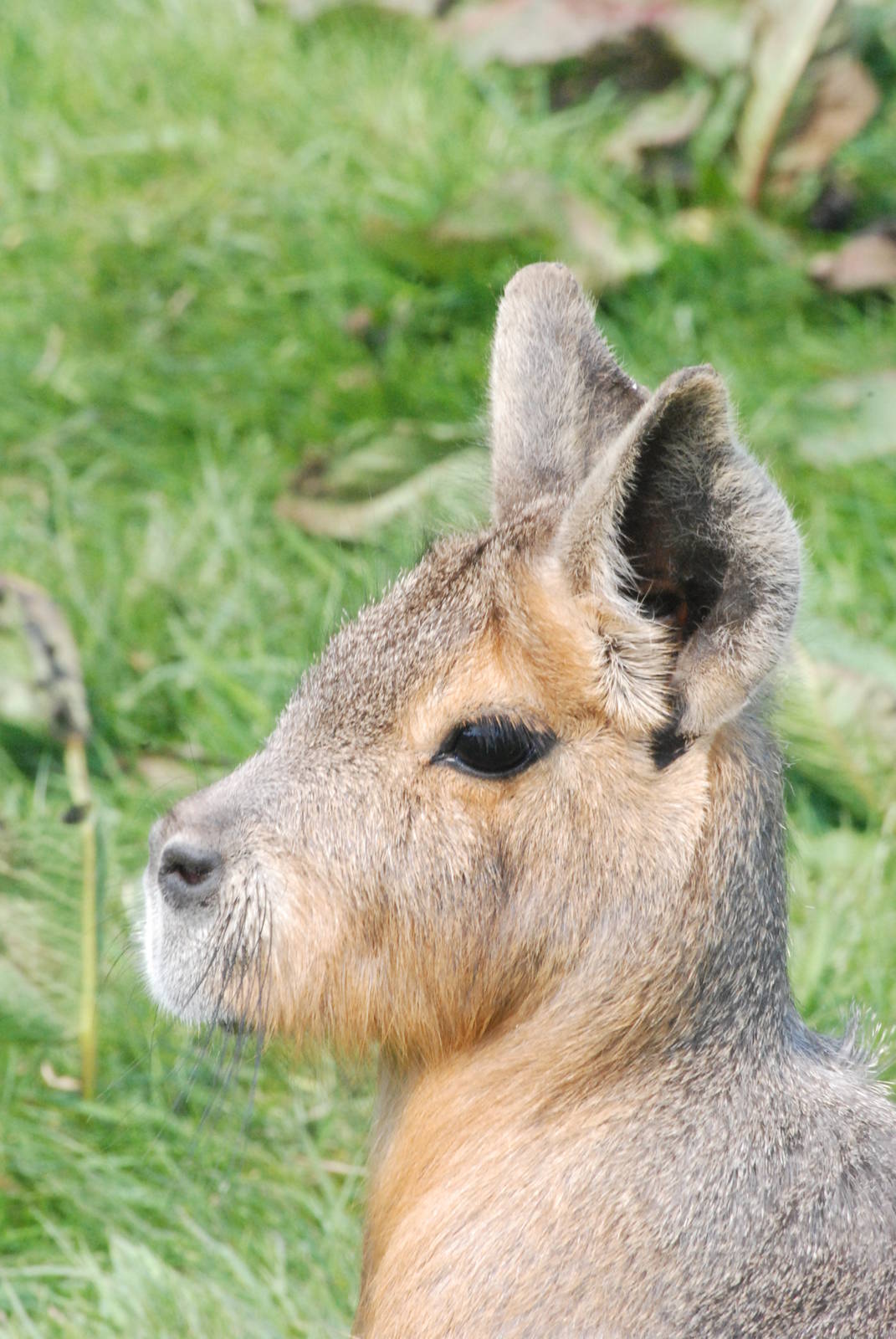 Patagonian Mara at Blackbrook 29/04/11