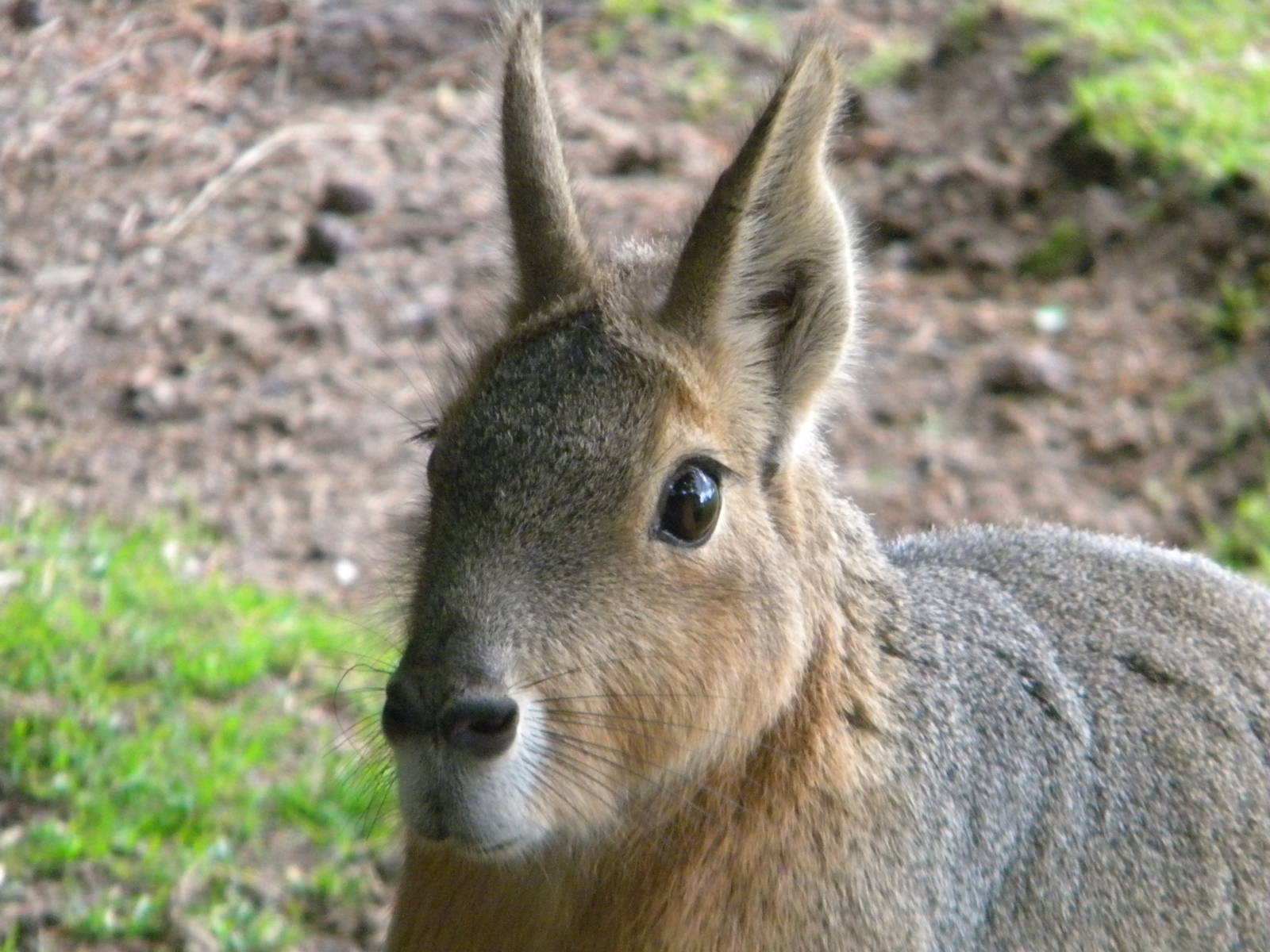 Patagonian Mara at Blackpool Zoo 07/08/11